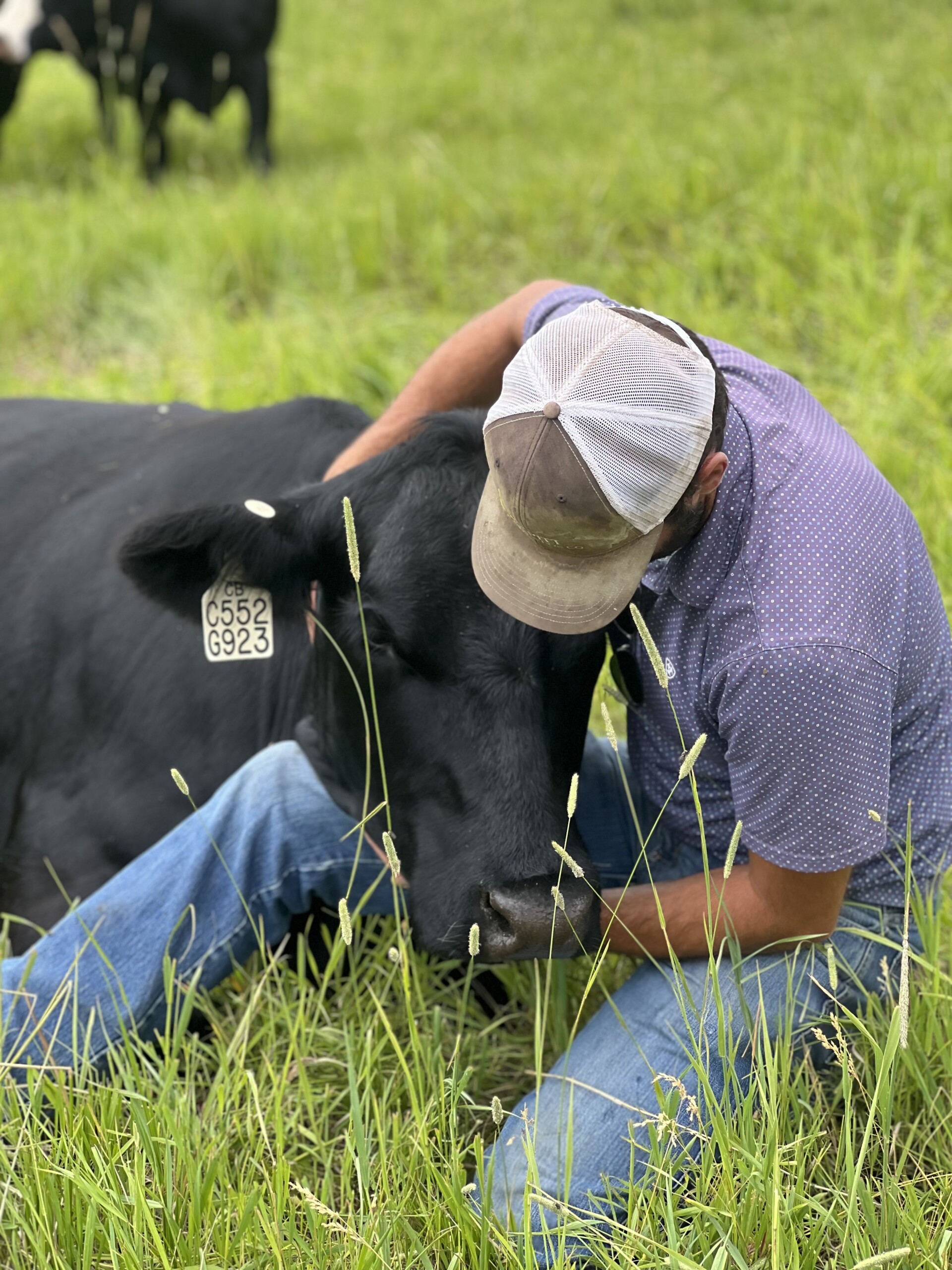 Cody-Cow